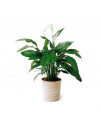 Spathiphyllum